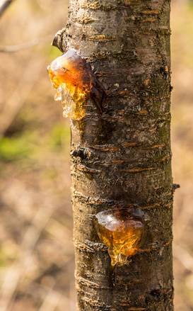 Davey Tree Sap Oozing From Fruit Tree