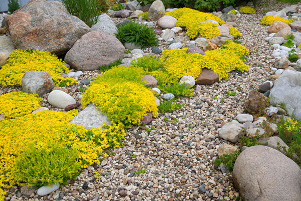 Rocky Soil Plants
